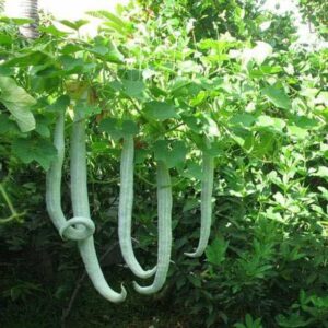 WILLVINE High Yield Rare Hybrid" Snake Gourd"[500 Gms, ...