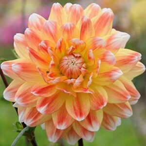 DIVINE ®CV- Giant Dahlia Flower Seeds (Pack of 100 Seed...