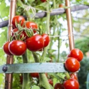 Aywal High Yield Tomato F1 RED Ruby Hybrid Seed