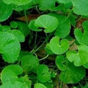BDSresolve Centella Plant
