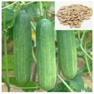 Aywal Vegetable Seeds Open Pollinated Cucumber Green Se...