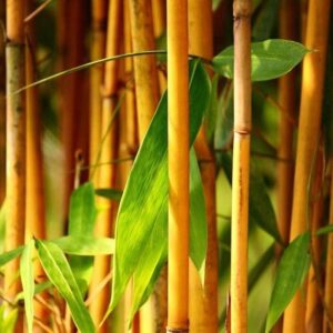 ibains Bamboo seeds Seed