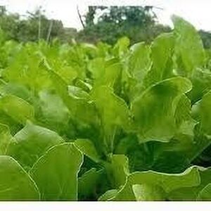 BDSresolve hybrid palak seeds pack of 99 Seed