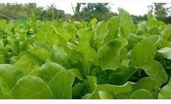 BDSresolve hybrid palak seeds pack of 99 Seed