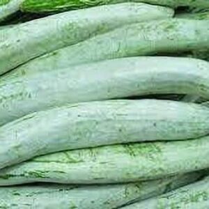 Aywal High Yield Rare Hybrid" Snake Gourd" Chachinda Pu...
