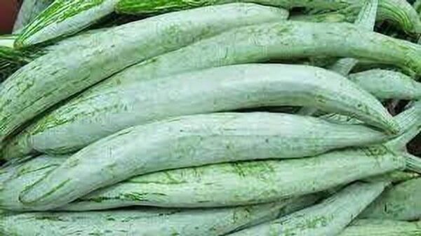 Aywal High Yield Rare Hybrid" Snake Gourd" Chachinda Pu...