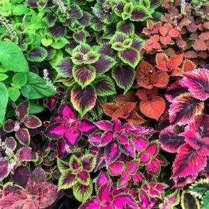 MYAT Coleus (seeds) Fairway Mix, Vibrant Ornamental Pla...