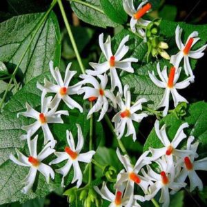 Aywal harsingar, parijat, medicinal plant Seed