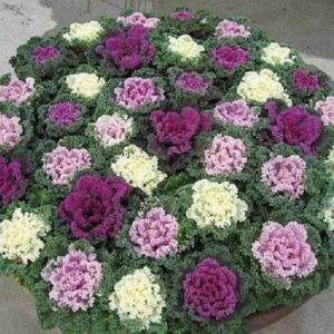 Sjeme Organic Kale Ornamental Decorative Flower Seed Se...