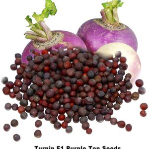 ActrovaX Turnip Seed