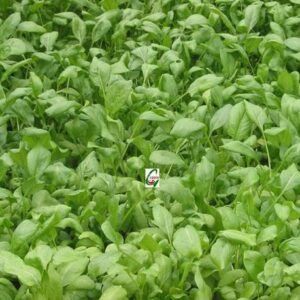 VibeX ® XL-167 Seeds of Hybrid Spinacia Oleracea Leaf R...