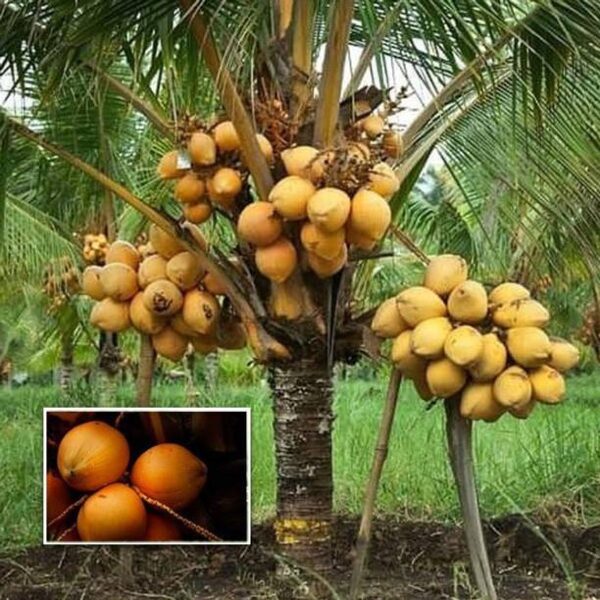 ABEFARIYA Coconut Plant