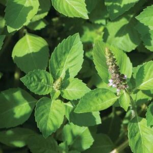 Vijay Sales Tulsi Plant