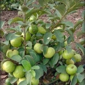 Cloud Farm Guava Plant