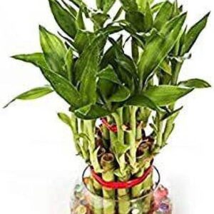 Oxygreenplant Two Layer Bamboo Plant