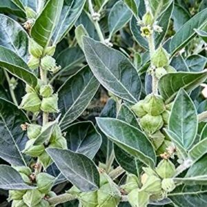 Aywal Ashwagandha Medical Plant Herb Seeds For Home Gar...