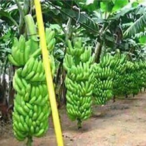 AGRAWBIC Banana Plant