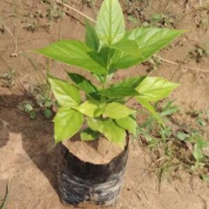 Evergreen Parijat/Harsingar Plant