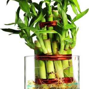 Green Fills Two Layer Bamboo Plant