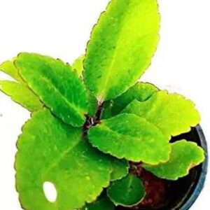 SumitGreenrey Bryophyllum Pinnatum/Patharchatta Plant