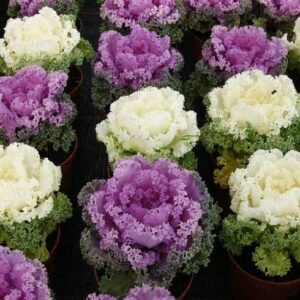 Biocarve Ornamental Kale - Brassica oleracea Seed