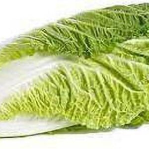 Chinese Cabbage