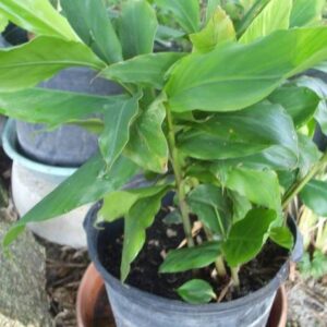 Aquinnah Elaichi/Cardamom Plant