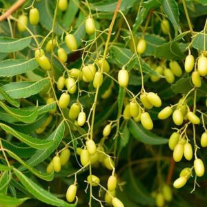 The Entacloo Neem Plant