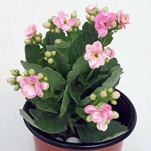 Aquinnah Graden Kalanchoe Plant