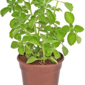 pankaj nursery Ajwine Plant
