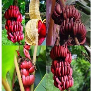 Grinian Banana Plant