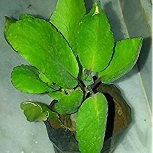 Platone Bryophyllum Pinnatum/Patharchatta Plant