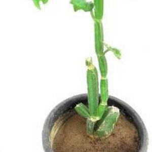 the Secret Store Cissus Plant