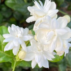 ANIL PLANTATION Jasmine Plant