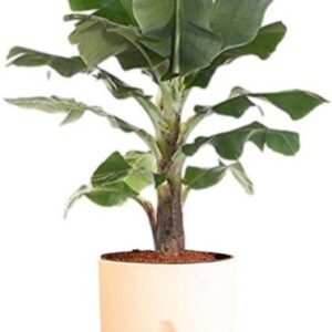 Greenery Banana Plant