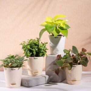 UGAOO Golden Money Plant, Jade Plant, Fittonia plant, P...