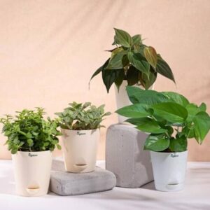 UGAOO Variegated Money Plant, Fittonia plant, Philodend...