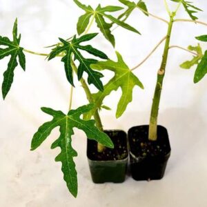 Aquinnah Graden Papaya Plant