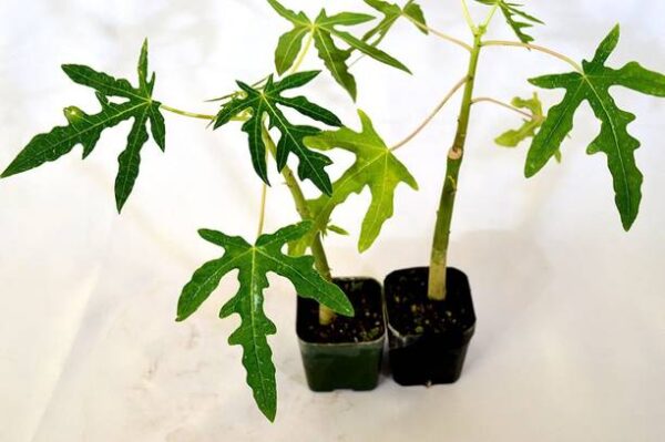 Aquinnah Graden Papaya Plant