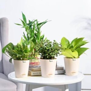 UGAOO Jade Plant, Variegated Money Plant, Golden Money ...