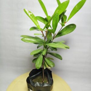 HARIGURU All Spice Plant