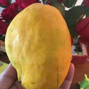 Green Gulfs Anwar Ratol Mango Plant