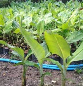 Cloud Farm Banana Plant