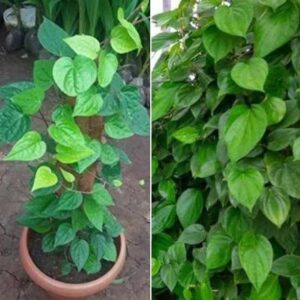 Cloud Farm Betel Leaf Plant