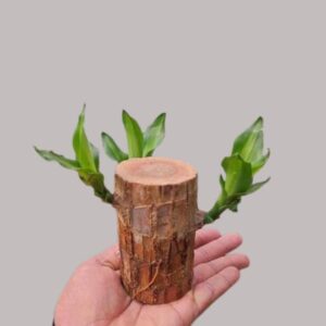 Cloud Farm Brazilian Wood