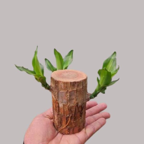 Cloud Farm Brazilian Wood