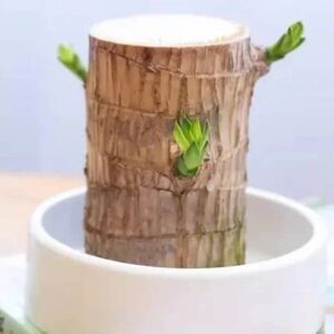 TARAK NURSERY Brazilian Wood