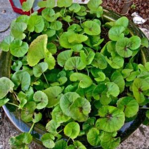 ABEFARIYA Centella Plant
