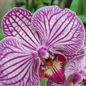 ADANNAYA Orchid Plant