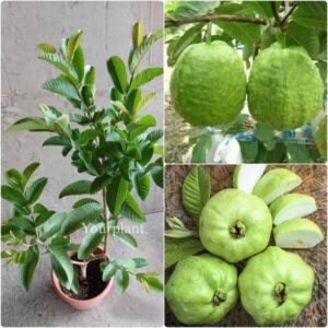 YourPlant Guava Plant